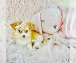 Small #16 Chihuahua
