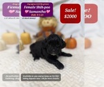 Small Shih-Poo