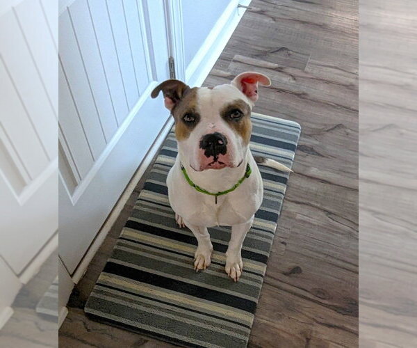 Medium Photo #8 Staffordshire Bull Terrier-Unknown Mix Puppy For Sale in Raleigh, NC, USA