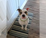 Small #7 Staffordshire Bull Terrier Mix
