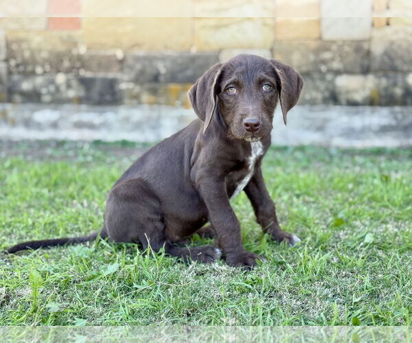 Medium Photo #6 Labradoodle Puppy For Sale in PIPE CREEK, TX, USA