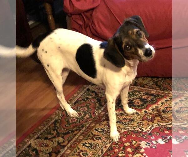 Medium Photo #2 Jack-A-Bee Puppy For Sale in Yardley, PA, USA