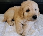 Puppy Female 3 Goldendoodle