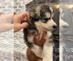 Small Photo #30 Siberian Husky Puppy For Sale in KANSAS CITY, MO, USA