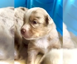 Small #9 Miniature Australian Shepherd