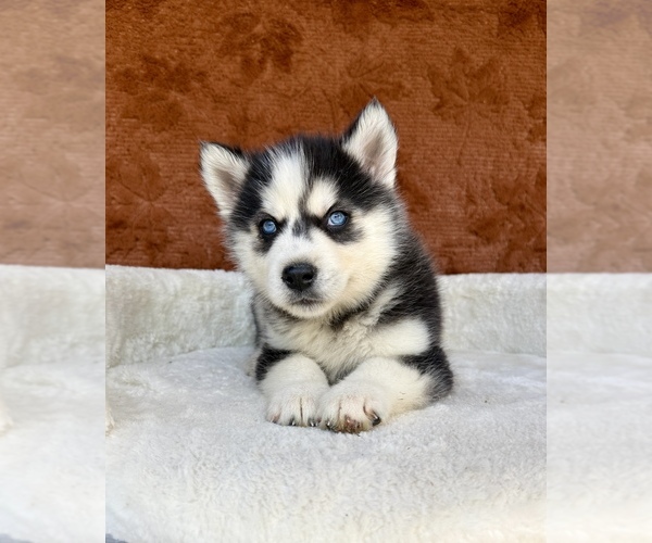 Medium Photo #9 Siberian Husky Puppy For Sale in OCALA, FL, USA