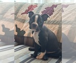 Puppy Puppy 1 Boston Terrier