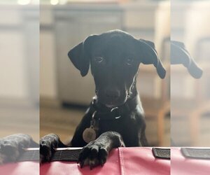 Labmaraner Dogs for adoption in Fort Lauderdale, FL, USA