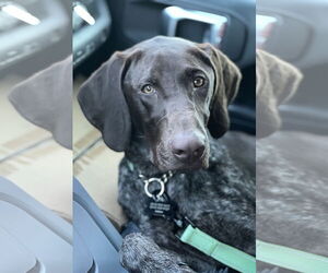 German Shorthaired Pointer Dogs for adoption in Valrico, FL, USA