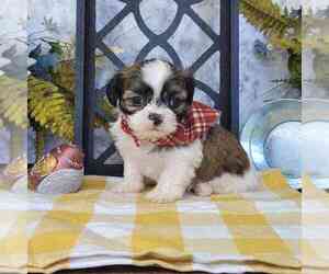 Shih Tzu Dog for Adoption in MARIETTA, Georgia USA