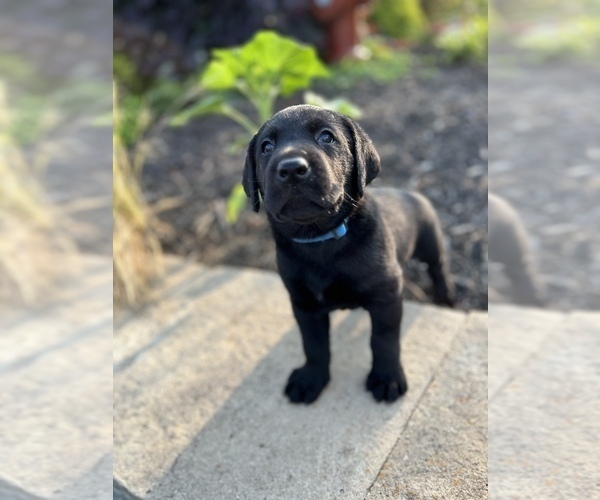 View Ad Labrador Retriever Puppy for Sale near Kentucky, DANVILLE, USA