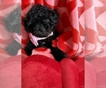 Small #6 ShihPoo