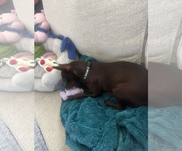 Medium Photo #6 Chihuahua-Unknown Mix Puppy For Sale in Princeton, MN, USA