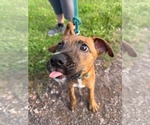 Small #2 Mutt