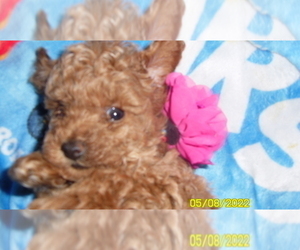 Poodle (Toy) Puppy for sale in DULUTH, GA, USA