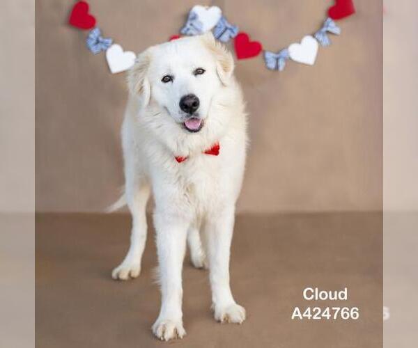 Medium Photo #1 Maremma Sheepdog Puppy For Sale in Conroe, TX, USA