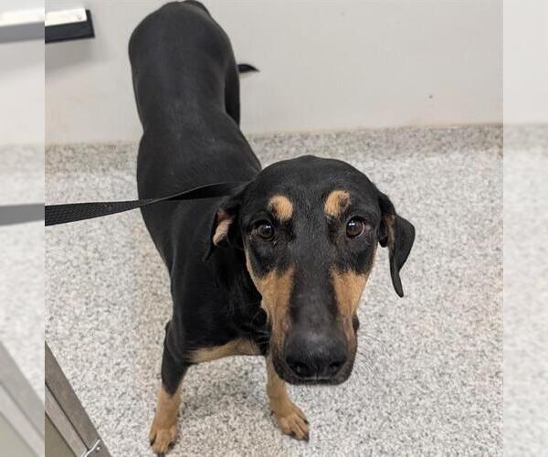 Medium Photo #2 Doberman Pinscher-Unknown Mix Puppy For Sale in San Antonio, TX, USA