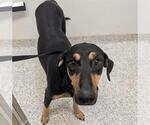 Small #1 Doberman Pinscher Mix
