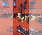 Puppy 4 Dachshund