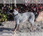 Small Photo #3 Australian Cattle Dog Puppy For Sale in SHILOH, OH, USA