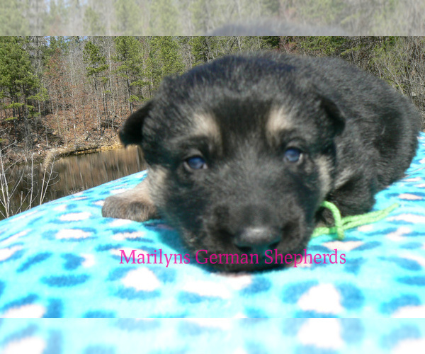 Medium Photo #3 German Shepherd Dog Puppy For Sale in PIEDMONT, MO, USA