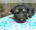 Small #2 German Shepherd Dog