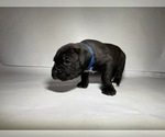 Small Photo #6 Cane Corso Puppy For Sale in NARVON, PA, USA