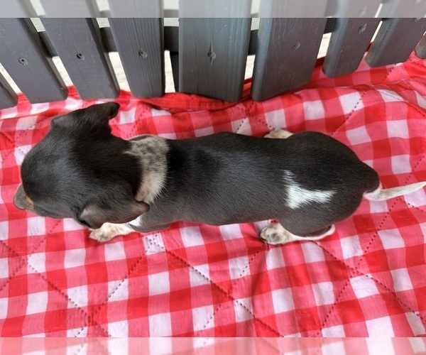 Medium Photo #3 Dachshund Puppy For Sale in WILLARD, OH, USA