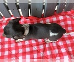Small #2 Dachshund