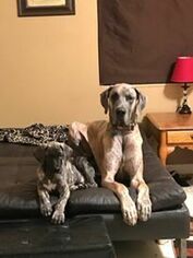 Father of the Great Dane puppies born on 10/15/2018