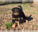 Small Photo #1 English Shepherd Puppy For Sale in WAYNESBORO, TN, USA