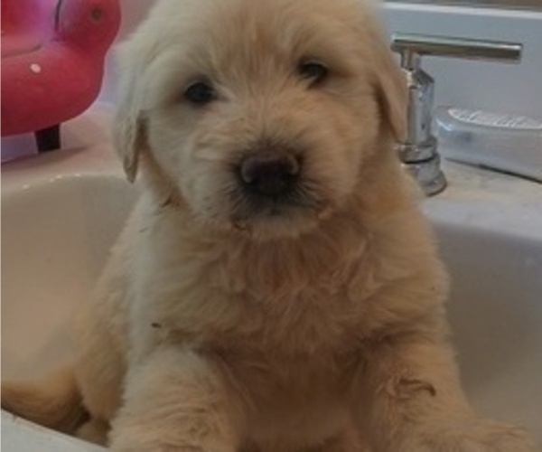 Medium Photo #11 Goldendoodle Puppy For Sale in DIXON, CA, USA