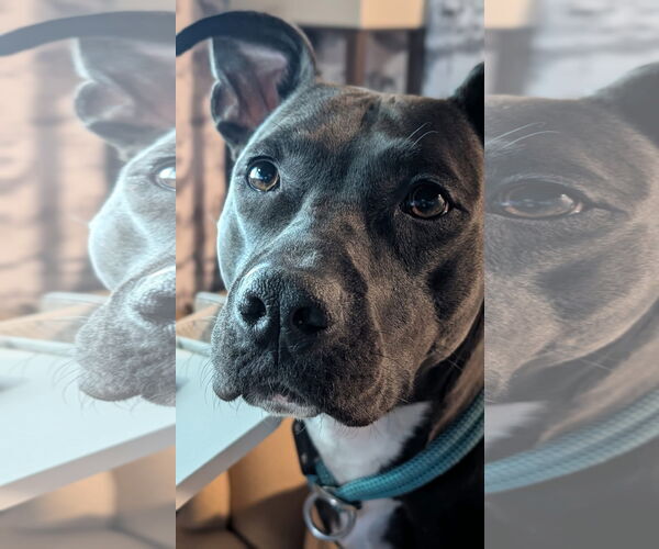 Medium Photo #1 American Pit Bull Terrier-Unknown Mix Puppy For Sale in Germantown, OH, USA