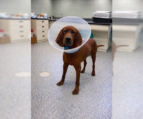 Medium Photo #1 Redbone Coonhound Puppy For Sale in Westminster, MD, USA