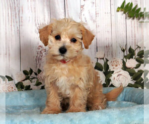 Bichpoo Puppy for sale in PENNS CREEK, PA, USA