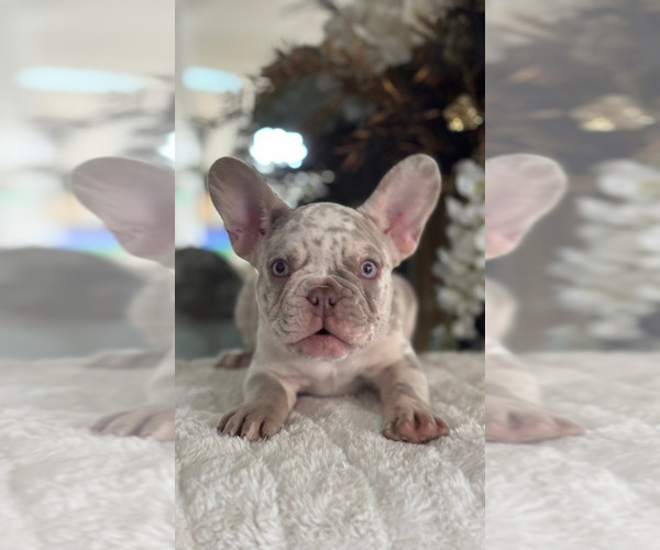Medium Photo #2 French Bulldog Puppy For Sale in SPRING HILL, FL, USA