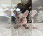 Small #1 French Bulldog