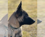 Small Photo #1 Belgian Malinois Puppy For Sale in NORTH BROOKFIELD, MA, USA