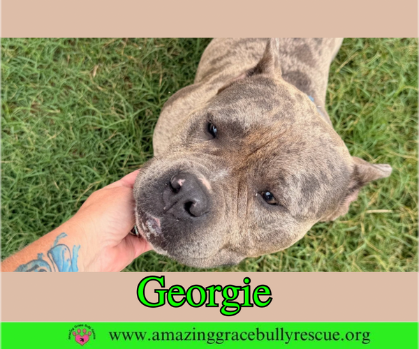 Medium Photo #5 Bulldog Puppy For Sale in Milton, FL, USA
