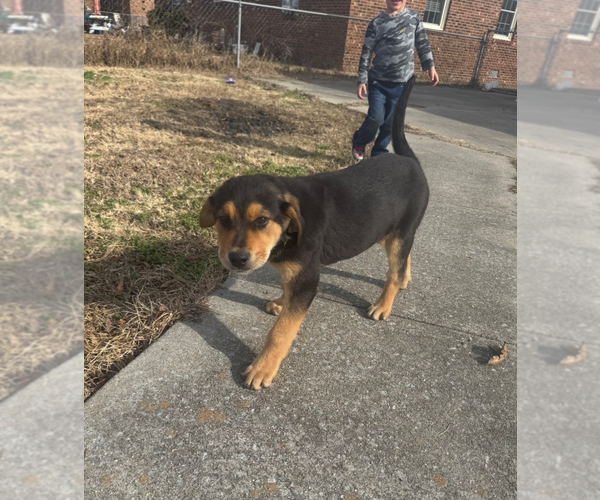 Medium Photo #2 Rottweiler-Unknown Mix Puppy For Sale in Holly Springs, NC, USA