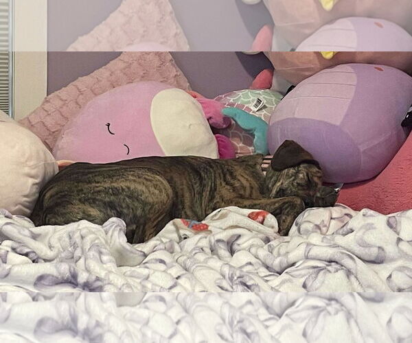 Medium Photo #7 Mountain Cur-Unknown Mix Puppy For Sale in Rockaway, NJ, USA