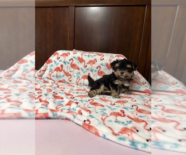 Medium Photo #1 Shorkie Tzu Puppy For Sale in BENSON, NC, USA