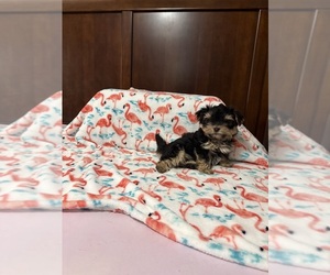 Shorkie Tzu Puppy for Sale in BENSON, North Carolina USA