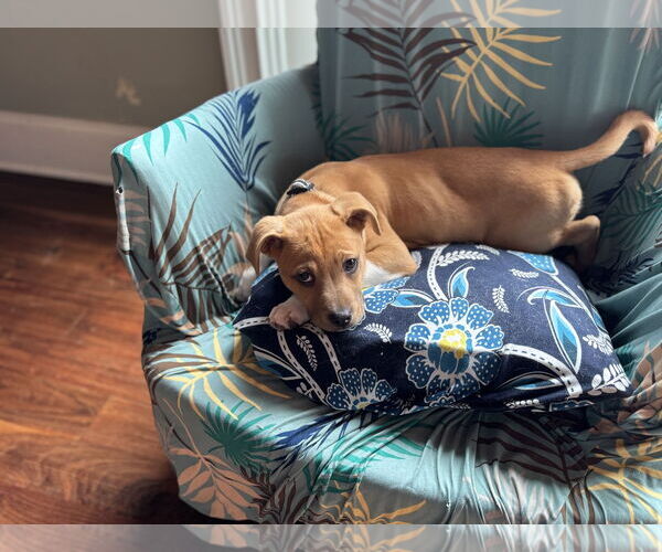 Medium Photo #15 American Staffordshire Terrier Puppy For Sale in Holly Springs, NC, USA