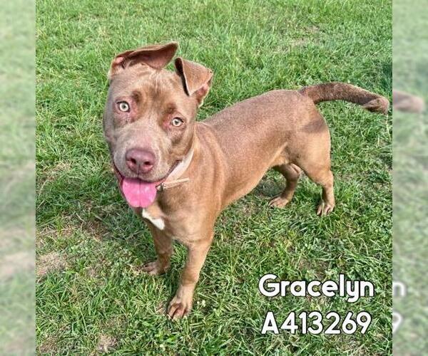 Medium Photo #2 American Pit Bull Terrier Puppy For Sale in Conroe, TX, USA