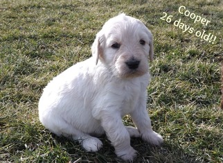 Goldendoodle Puppy for sale in DEWITT, MI, USA