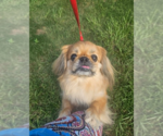 Small #2 Pekingese Mix