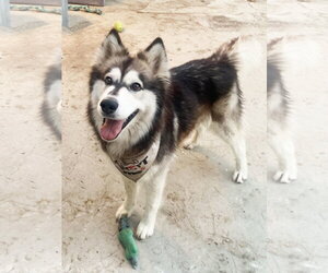 Siberian Husky Dogs for adoption in Santa Clarita, CA, USA