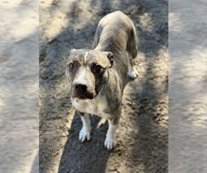 Mutt Dogs for adoption in Riverside, CA, USA