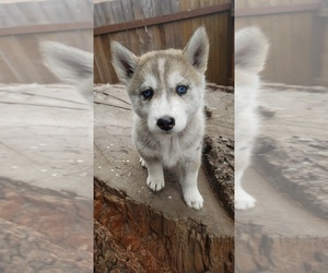 Siberian Husky Puppy for sale in PARKLAND, WA, USA